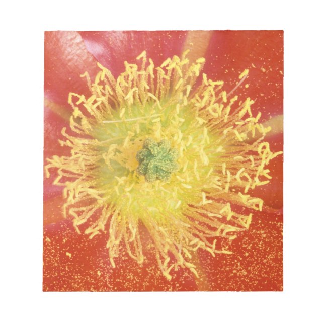 Bloc-note N.A., USA, Arizona, Casa Grande, NM, Désert (Devant)