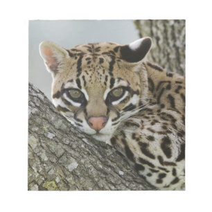 Bloc-note Ocelot, Felis pardalis, captif, femelle au repos 2