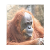 Orangoutan