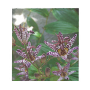 Bloc-note Orchidée blanche rayée violette rose comme lys de 