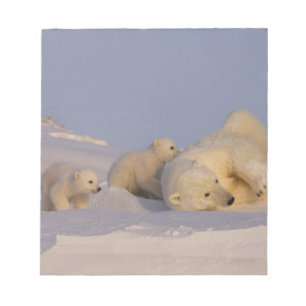 Bloc-note ours polaire, Ursus maritimus, femelle jouant