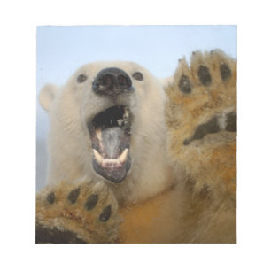Bloc-note ours polaire, Ursus maritimus, regarde curieusemen