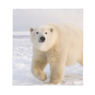 Bloc-note ours polaire, Ursus maritimus, sur glace et neige,