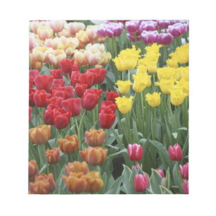 Bloc-note Pays-Bas, Jardins de Keukenhoff, tulipes.