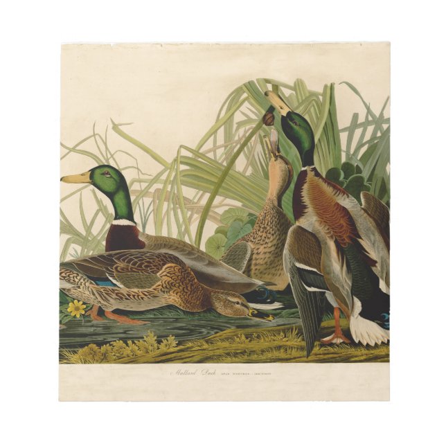 Bloc-note Peinture d'oiseaux de Mallard Duck Audubon (Devant)