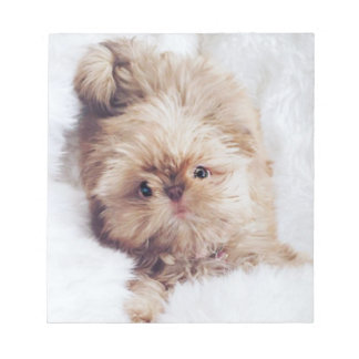 Bloc-note Penny orange foie Chih Tzu puppy papier papier