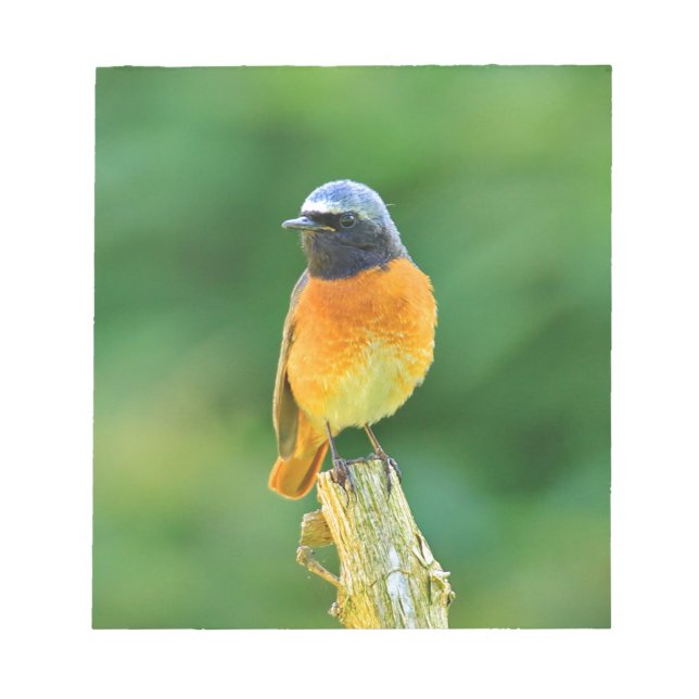 Bloc-note phoenicurus ochrurus (Devant)