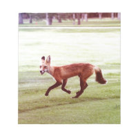 photographie de renard rouge en train de courir