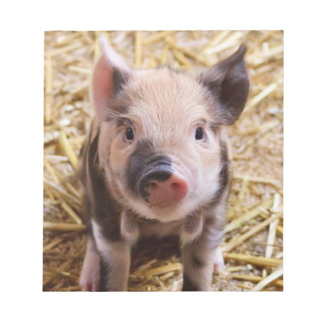 Bloc-note Piglet mignon (Devant)