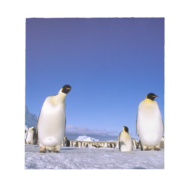 Bloc-note Pingouin | Antarctique, péninsule Antarctique (Devant)