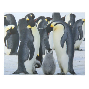 Bloc-note Pingouins empereurs