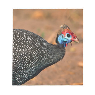 Bloc-note Pintade à casque (Numida meleagris). Afrique,