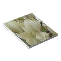 Plante du Yucca