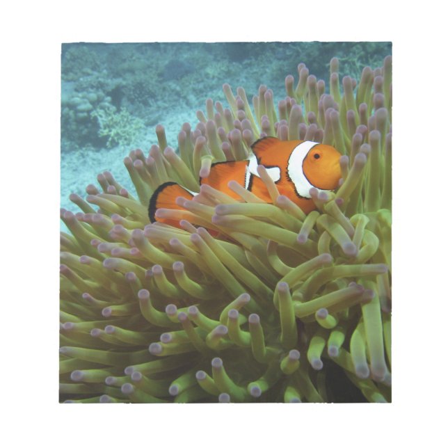 Bloc-note Poisson clown ( Amphiprion ocellaris ) (Devant)