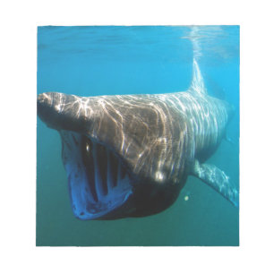 Bloc-note Poisson de requin Océan tropical Destin Cadeaux