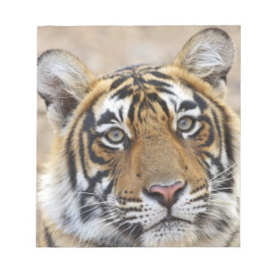 Bloc-note Portrait du tigre royal du Bengale, Ranthambhor