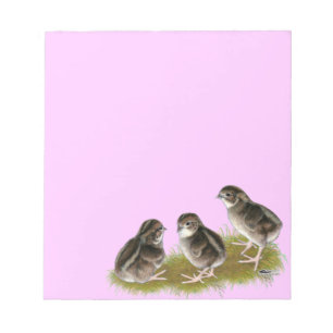 Bloc-note Poussins de caille Coturnix