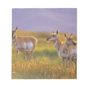 Bloc-note Pronghorn Antelope dans le Montana