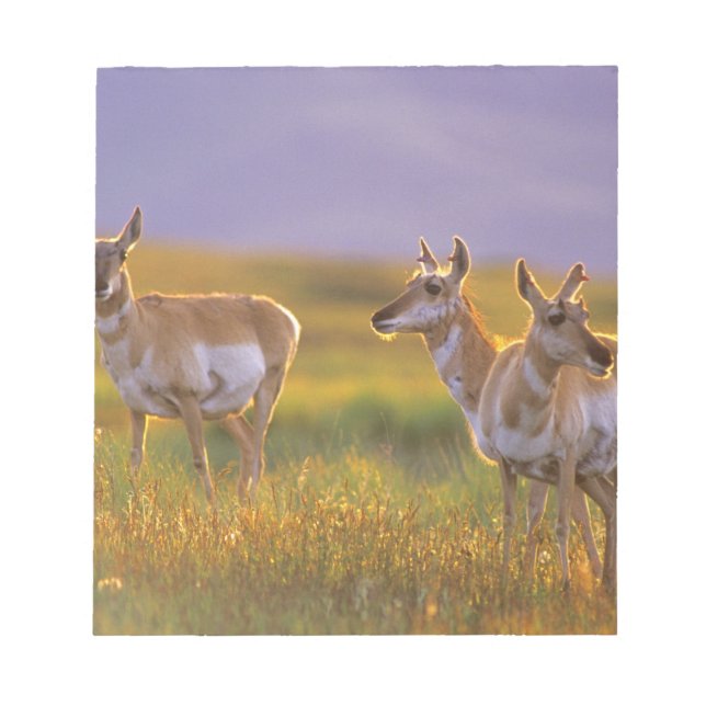Bloc-note Pronghorn Antelope dans le Montana (Devant)