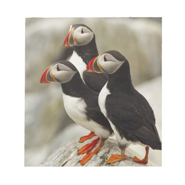 Bloc-note Puffins de l'Atlantique sur l'île des phoques Mach (Devant)