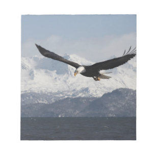 Bloc-note Pygargue à tête blanche en vol, Haliaeetus leucoce