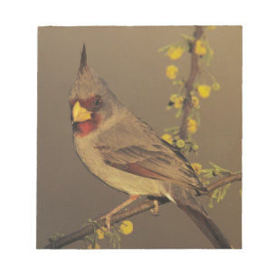 Bloc-note Pyrrhuloxie, Cardinalis sinuatus
