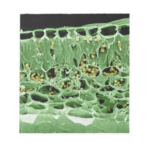 Bloc-note Section transversale de la feuille