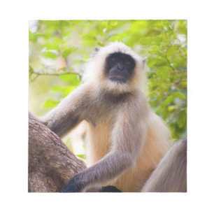Bloc-note Singe dans la jungle du parc national de Ranthambo