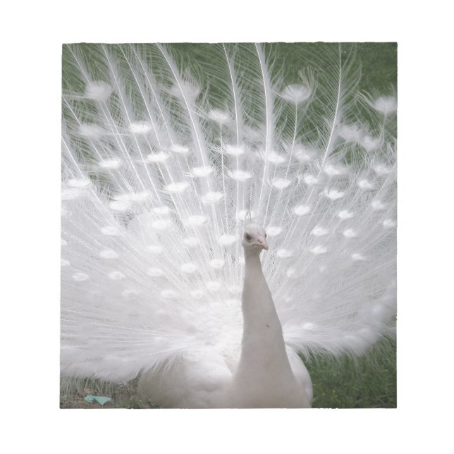 Bloc-note Superbe blanc Peacock ( Paon) plein plume (Devant)