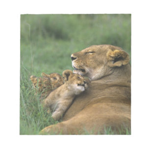 Bloc-note Tanzanie, cratère de Ngorongoro. Lionne africaine