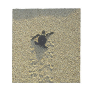 Bloc-note Tortue verte, (Chelonia mydas), éclos
