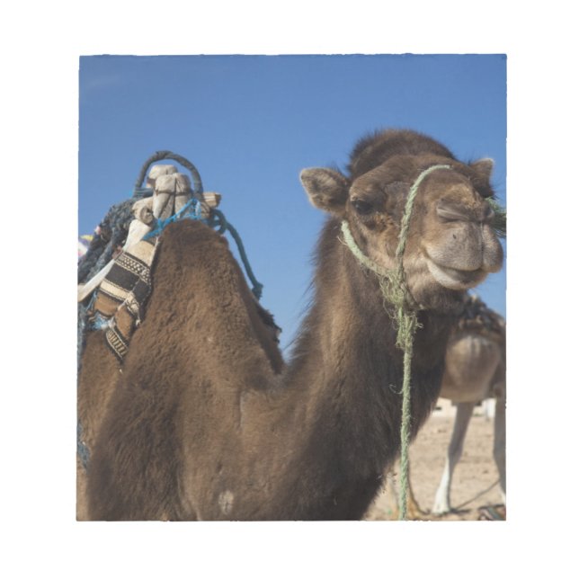 Bloc-note Tunisie, désert du Sahara, Douz, Zone Touristique, (Devant)