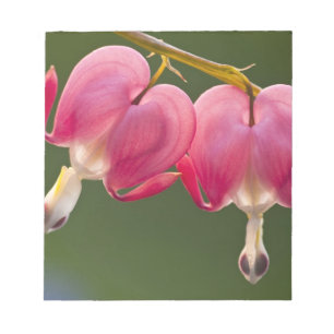 Bloc-note USA, Pennsylvanie. Gros plan de deux saignements