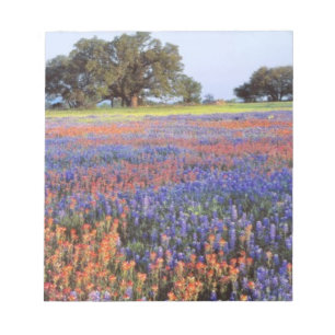 Bloc-note USA, Texas, Llano. Bluebonnets et redbonnets