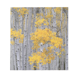 Bloc-note UTAH. ÉTATS-UNIS. Bosquet de trembles (Populus tre