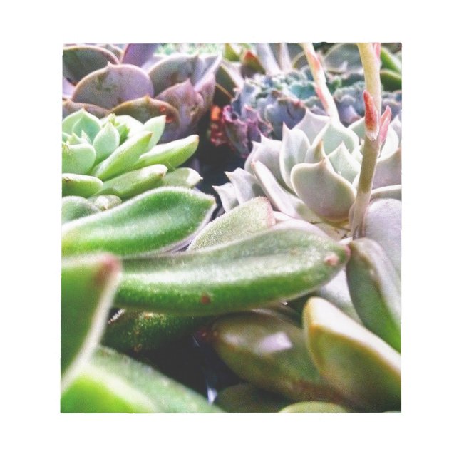 Bloc-note Variété Cactus (Devant)