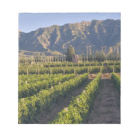 vignes de Cabernet Sauvignon à Huailai Rongchen