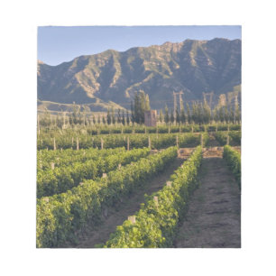 Bloc-note vignes de Cabernet Sauvignon à Huailai Rongchen