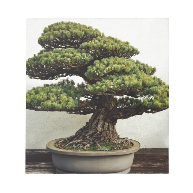 Bloc-note White Pine Bonsai Tree (Devant)