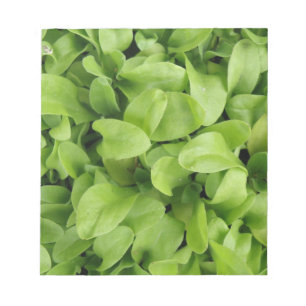 Bloc-notes Marigold Seedlings