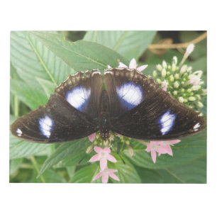 Bloc-notes papillon à points bleus