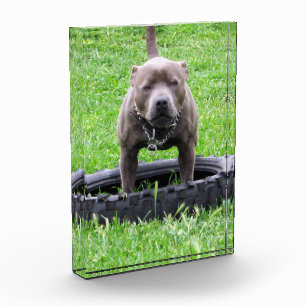Bloc Photo Adulte Homme Staffordshire Terrier Prêt À Jouer,