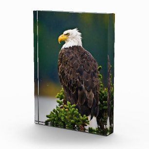 Bloc Photo Aigle américain perché