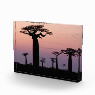 Bloc Photo Allée des Baobabs, Madagascar, Morondava, Afrique,