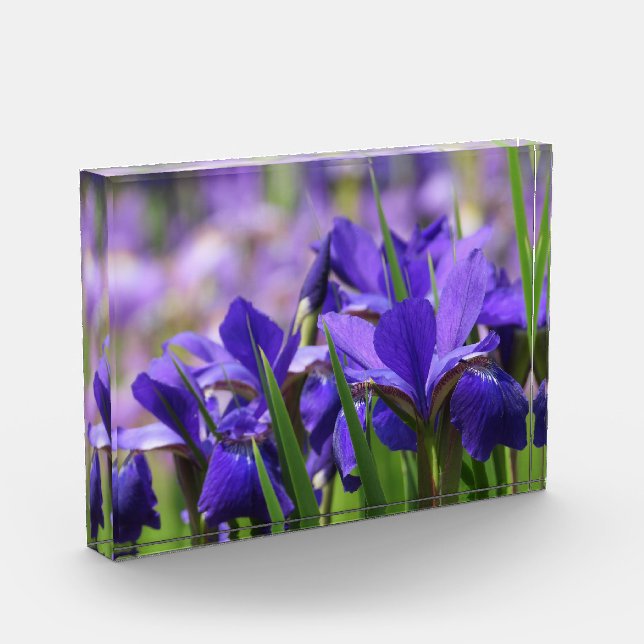 Bloc Photo Améthyste Purple Irises (Gauche)