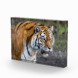 Bloc Photo Amur tiger