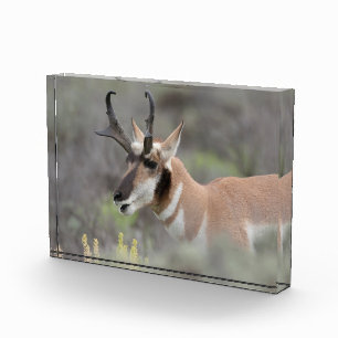 Bloc Photo Antilope d'Amérique mâle Grand Tetons