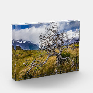 Bloc Photo Arbre brûlé, Torres del Paine, Chili