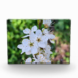 Bloc Photo Arbre en Fleurs au Printemps Roumanie – Photograph