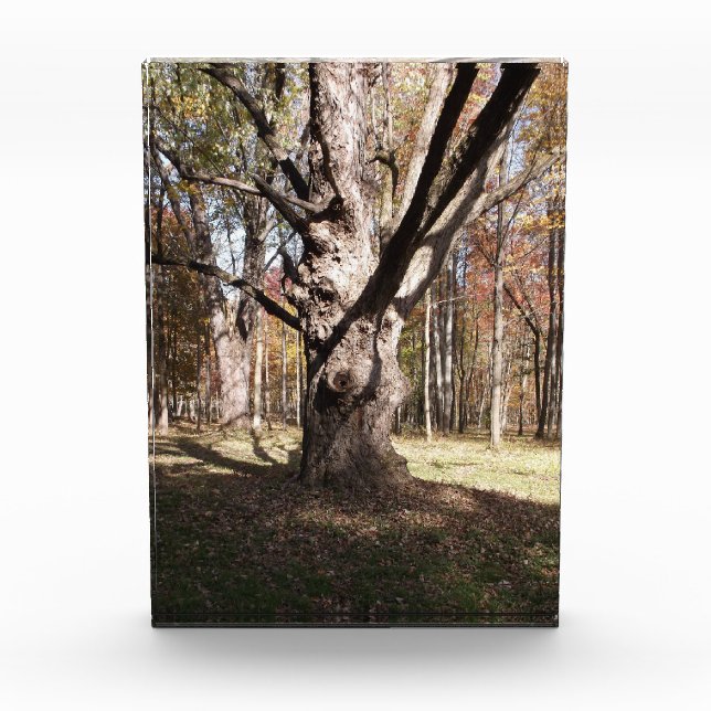 Bloc Photo Arbre étrange (Devant)